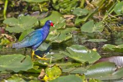 Purple Gallinule, Porphyrio martinicus