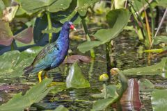 Purple Gallinule, Porphyrio martinicus