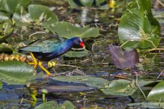 Purple Gallinule, Porphyrio martinicus