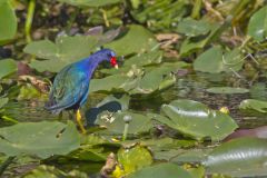 Purple Gallinule, Porphyrio martinicus