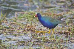 Purple Gallinule, Porphyrio martinicus