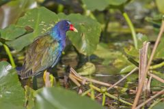 Purple Gallinule, Porphyrio martinicus