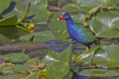 Purple Gallinule, Porphyrio martinicus