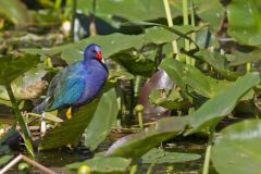 Purple Gallinule, Porphyrio martinicus