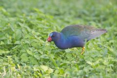 Purple Gallinule, Porphyrio martinicus