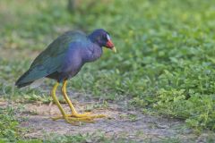 Purple Gallinule, Porphyrio martinicus