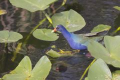 Purple Gallinule, Porphyrio martinicus