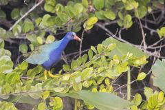 Purple Gallinule, Porphyrio martinicus