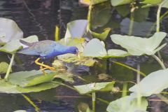 Purple Gallinule, Porphyrio martinicus