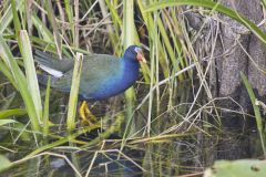 Purple Gallinule, Porphyrio martinicus