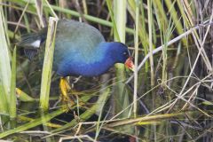 Purple Gallinule, Porphyrio martinicus