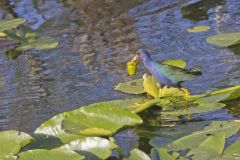 Purple Gallinule, Porphyrio martinicus