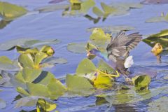 Purple Gallinule, Porphyrio martinicus