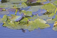 Purple Gallinule, Porphyrio martinicus