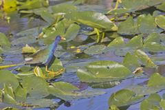 Purple Gallinule, Porphyrio martinicus