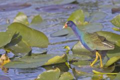 Purple Gallinule, Porphyrio martinicus