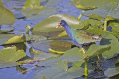 Purple Gallinule, Porphyrio martinicus