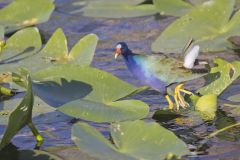 Purple Gallinule, Porphyrio martinicus