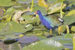 Purple Gallinule, Porphyrio martinicus