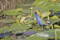 Purple Gallinule, Porphyrio martinicus