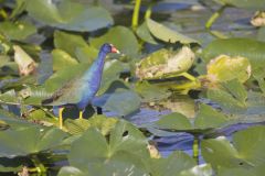 Purple Gallinule, Porphyrio martinicus