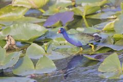 Purple Gallinule, Porphyrio martinicus