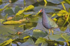 Purple Gallinule, Porphyrio martinicus