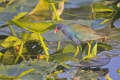 Purple Gallinule, Porphyrio martinicus