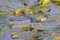 Purple Gallinule, Porphyrio martinicus