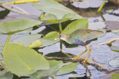 Purple Gallinule, Porphyrio martinicus