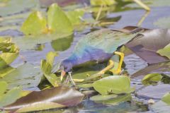 Purple Gallinule, Porphyrio martinicus