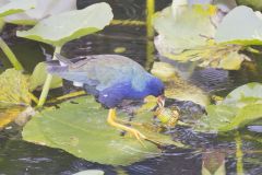 Purple Gallinule, Porphyrio martinicus