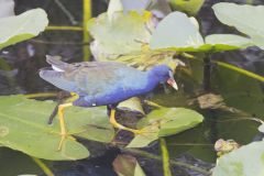 Purple Gallinule, Porphyrio martinicus