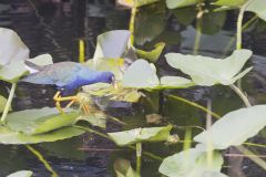 Purple Gallinule, Porphyrio martinicus