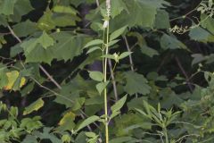 Purple Giant Hyssop, Agastache scrophulariifolia