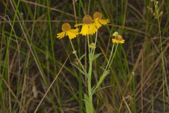 Purple-headed Sneezeweed, Helenium flexuosum