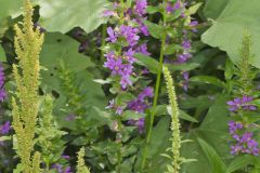 Purple Loosestrife, Lythrum salicaria