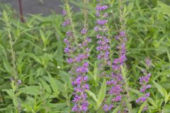 Purple Loosestrife, Lythrum salicaria