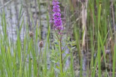 Purple Loosestrife, Lythrum salicaria