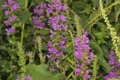 Purple Loosestrife, Lythrum salicaria