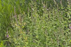 Purple Loosestrife, Lythrum salicaria