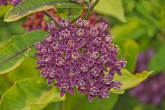 Purple Milkweed, Asclepias purpurascens