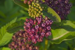 Purple Milkweed, Asclepias purpurascens