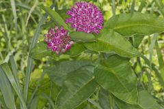 Purple Milkweed, Asclepias purpurascens