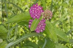 Purple Milkweed, Asclepias purpurascens