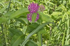 Purple Milkweed, Asclepias purpurascens