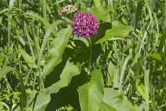 Purple Milkweed, Asclepias purpurascens