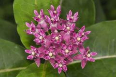 Purple Milkweed, Asclepias purpurascens