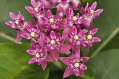 Purple Milkweed, Asclepias purpurascens