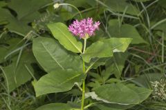 Purple Milkweed, Asclepias purpurascens